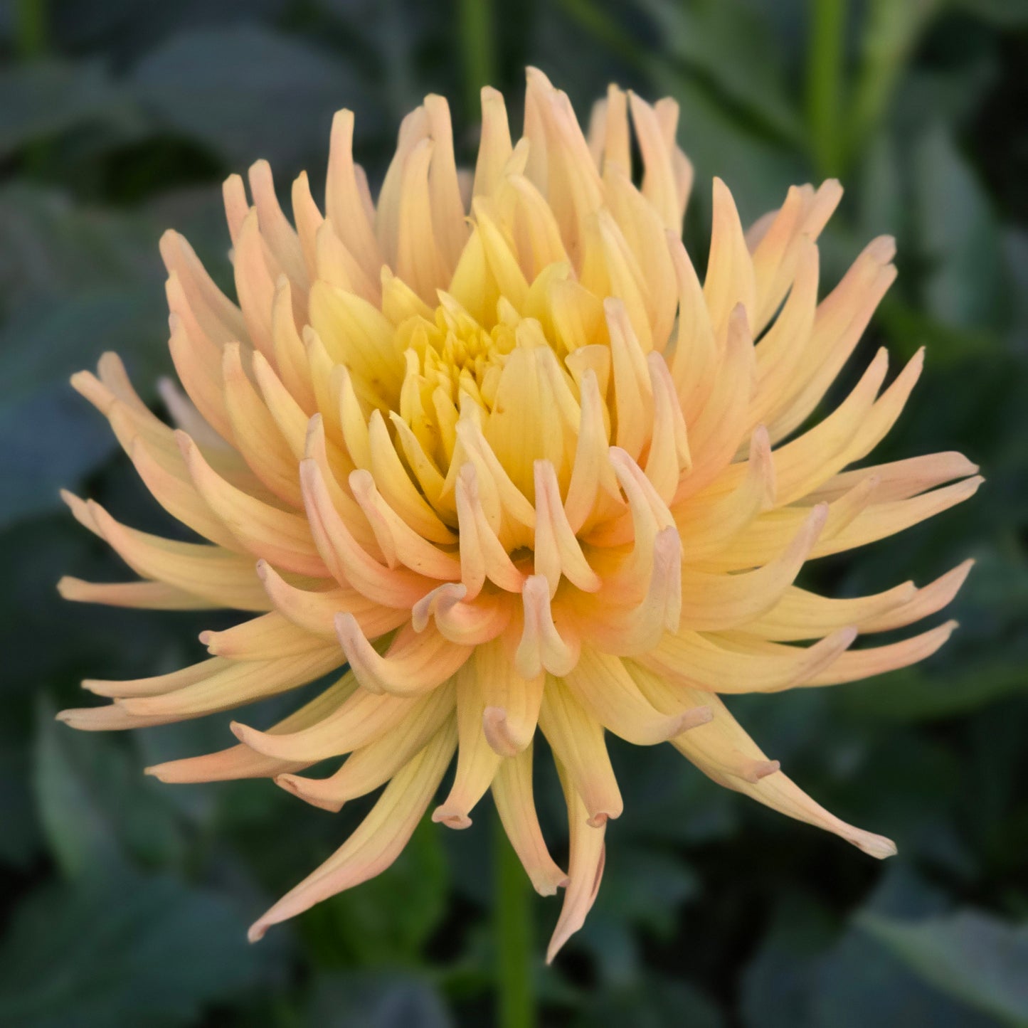 Hollyhill Spice It Up