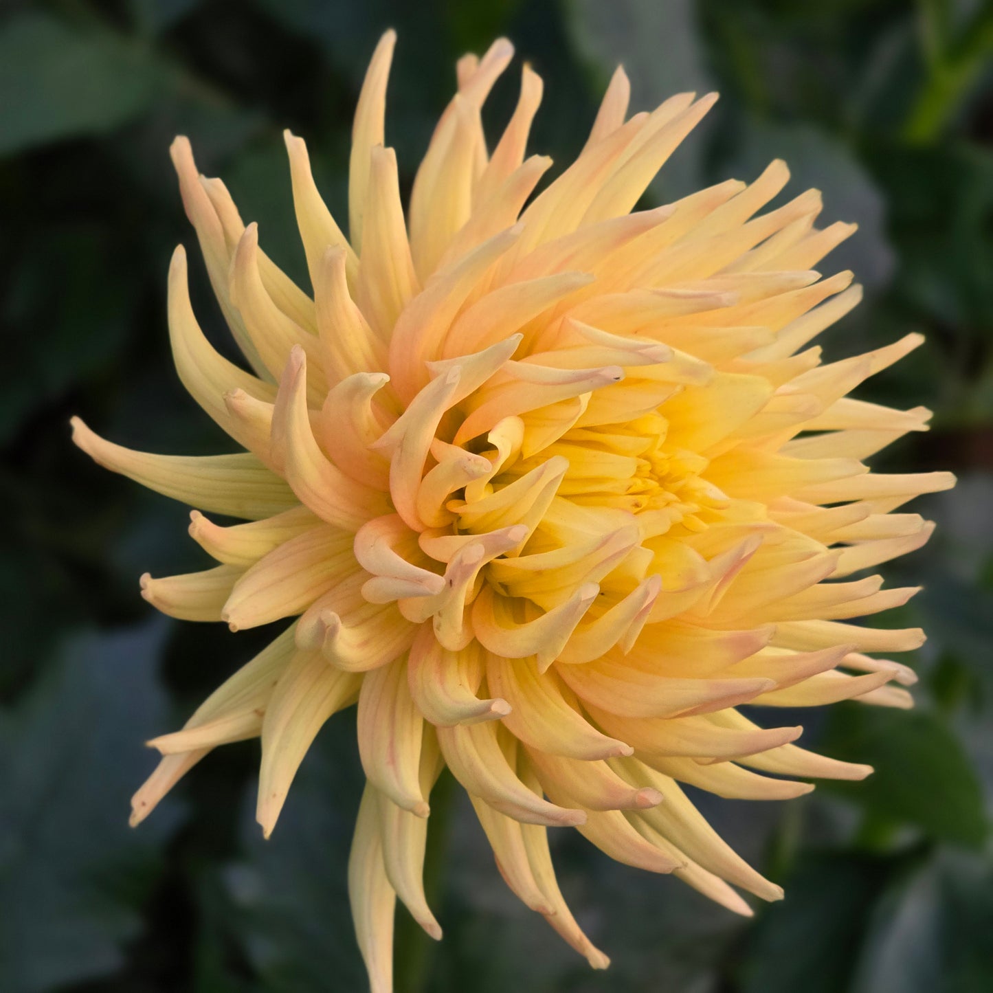 Hollyhill Spice It Up