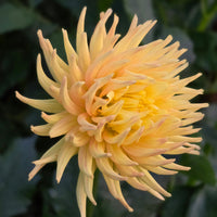 Hollyhill Spice It Up