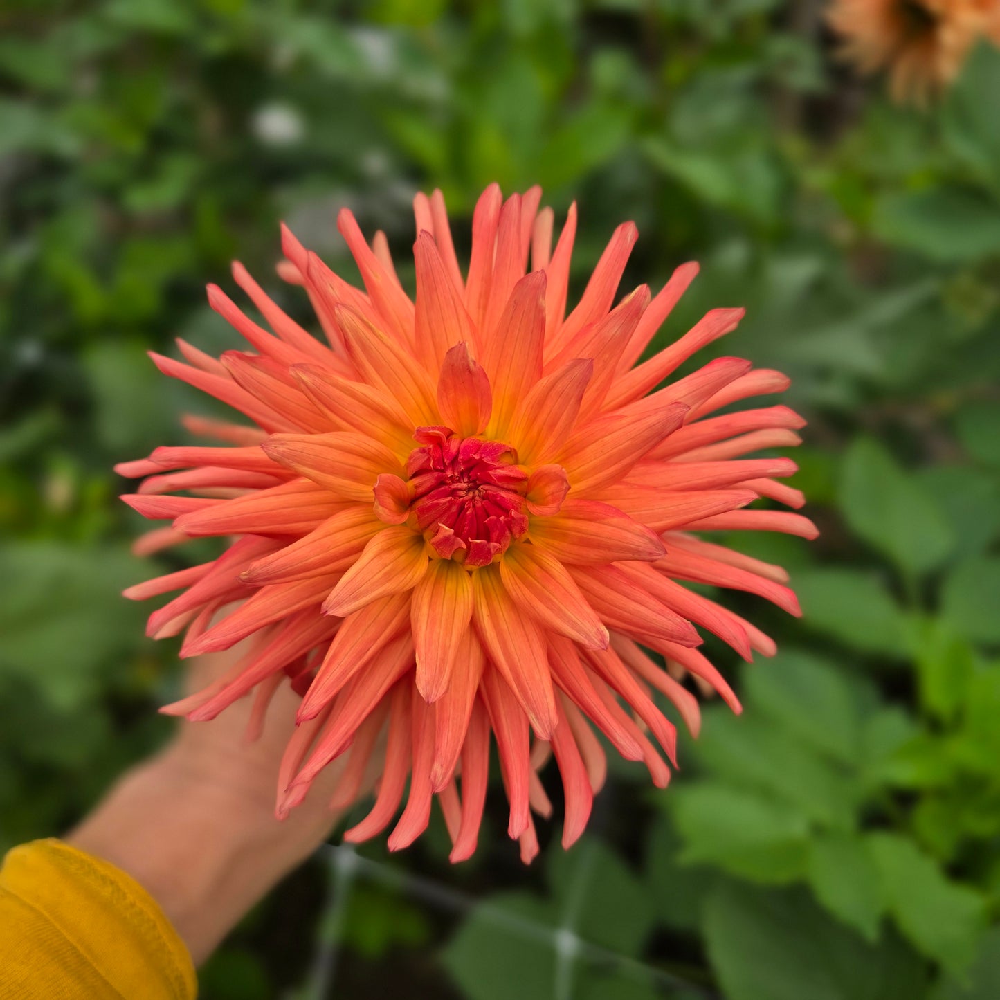 RIVER'S PEACHY (Limit 1)