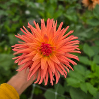 RIVER'S PEACHY (Limit 1)