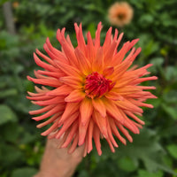 RIVER'S PEACHY (Limit 1)