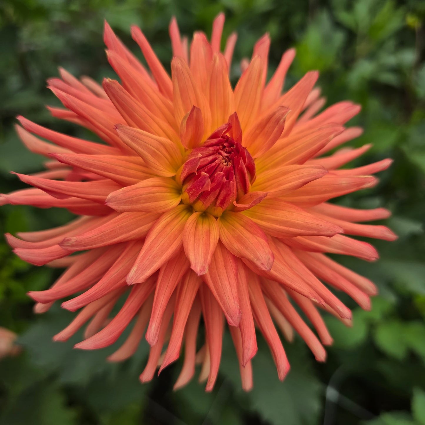 RIVER'S PEACHY (Limit 1)