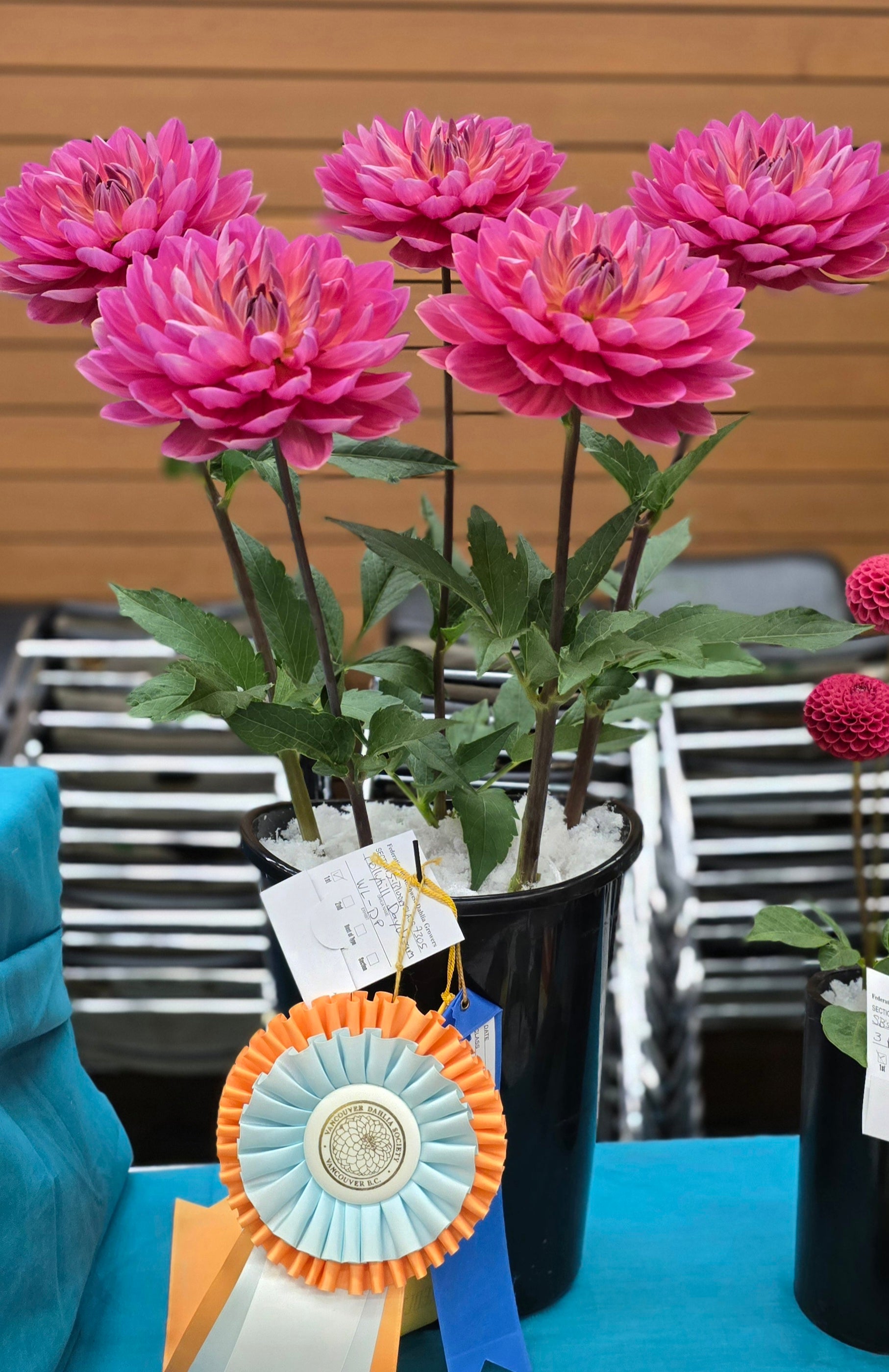 Five bloom dahlia at exhibition show, awarded the coveted head table ribbon. 
