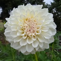 IRISH RUFFLES