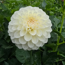 Load image into Gallery viewer, Boom Boom White
