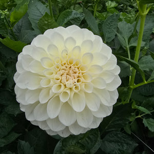 Boom Boom White