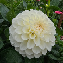 Load image into Gallery viewer, Boom Boom White
