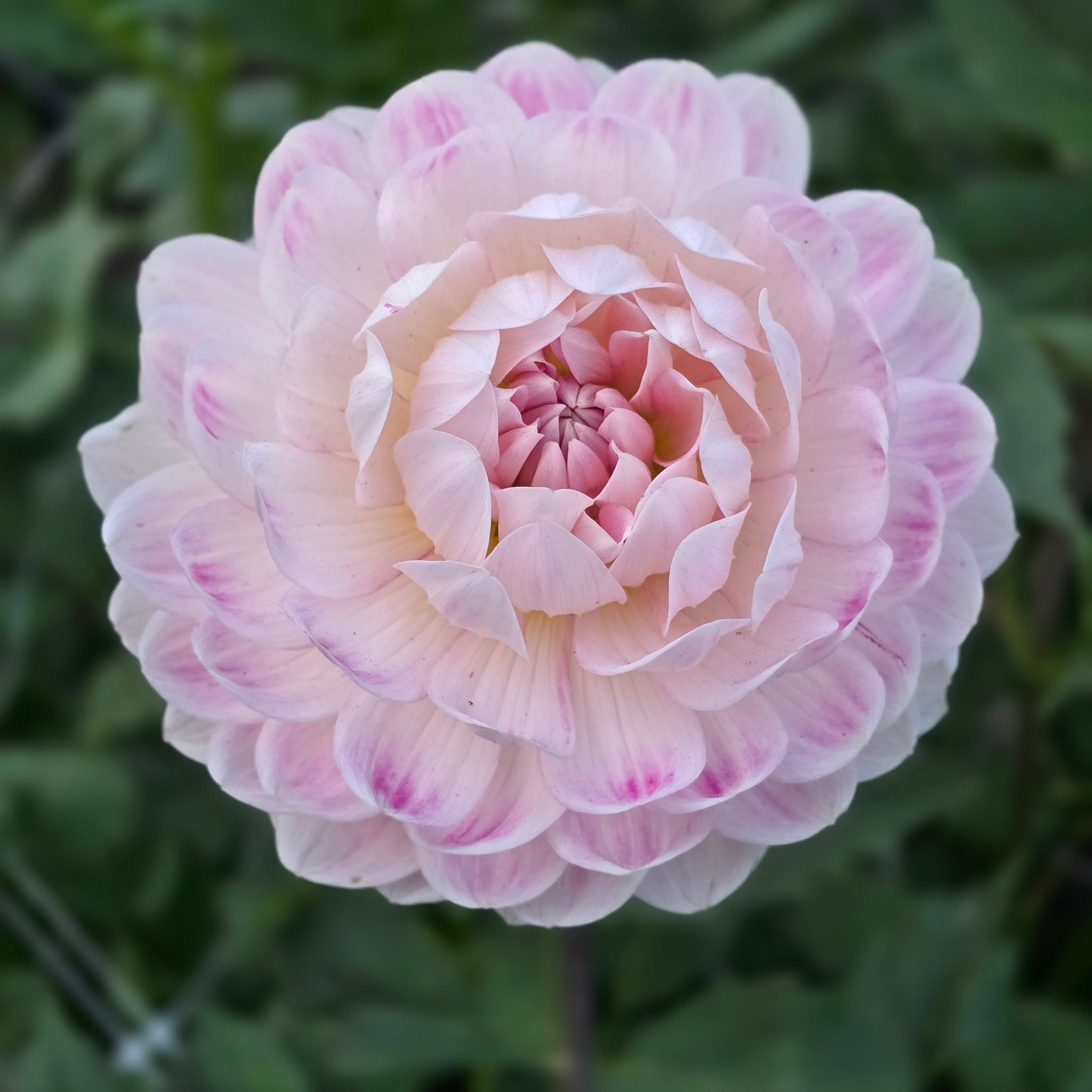 KELGAI ANN - LIMIT 1 PER CUSTOMER