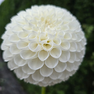 Dorothy R