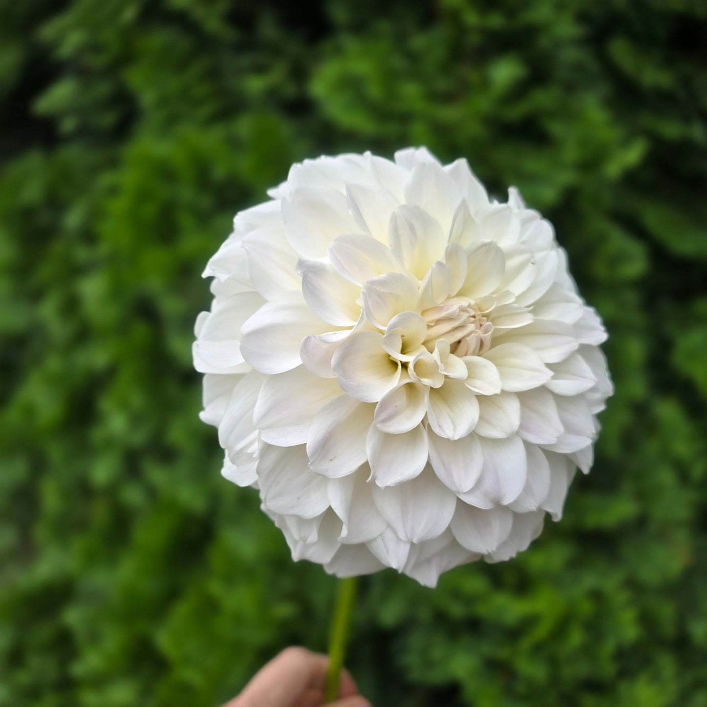 IRISH RUFFLES