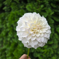 IRISH RUFFLES