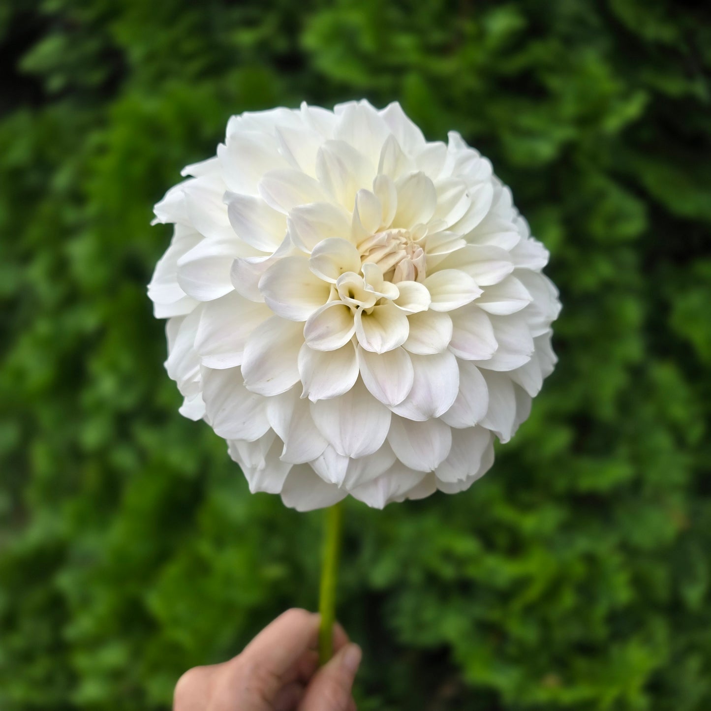 IRISH RUFFLES