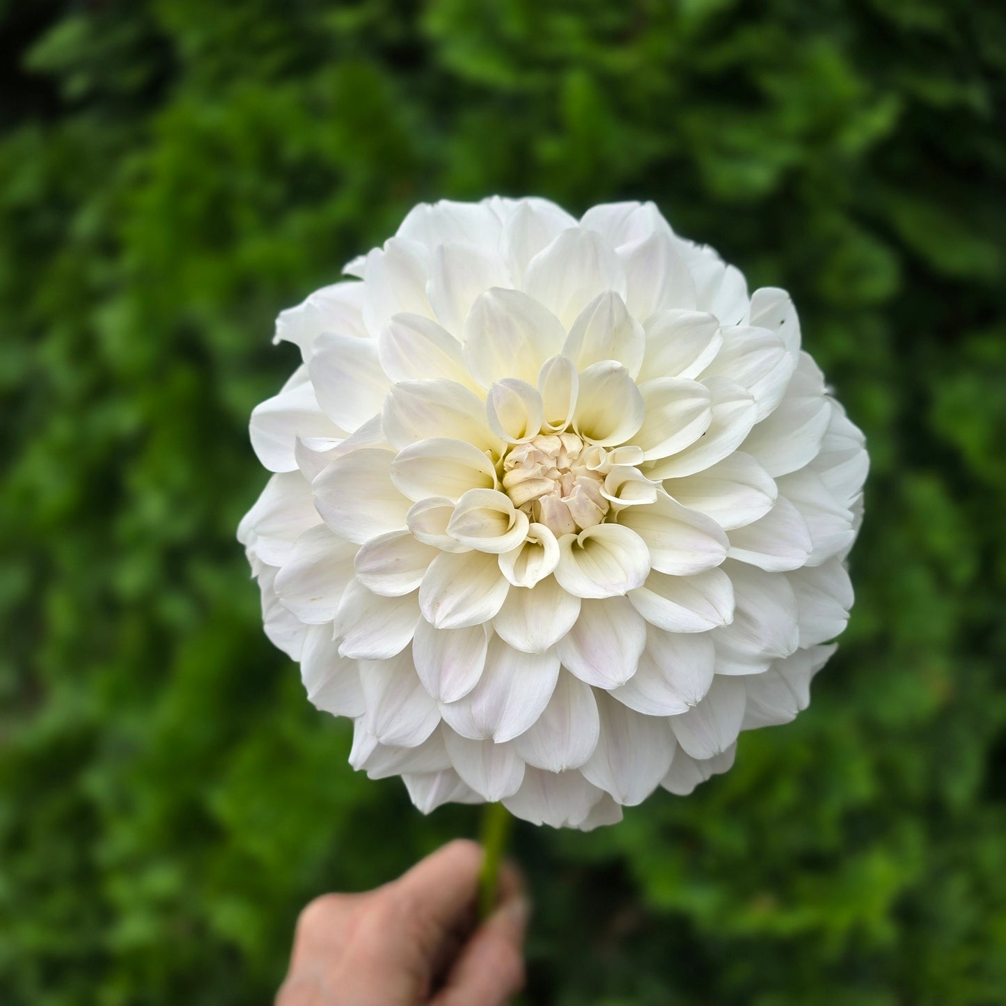 IRISH RUFFLES
