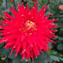 Load image into Gallery viewer, WYN&#39;S CINNABAR
