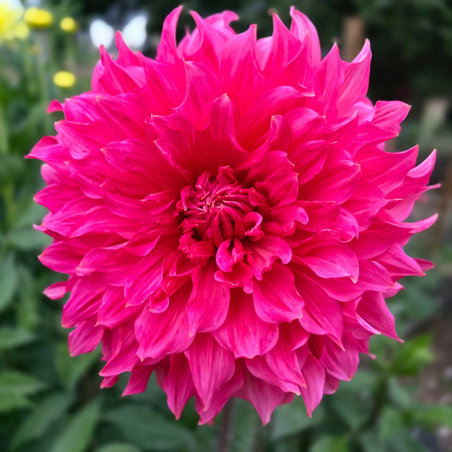 ISLANDER ~ GROWING STOCK IN 2025