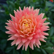 Load image into Gallery viewer, Hollyhill Jitterbug
