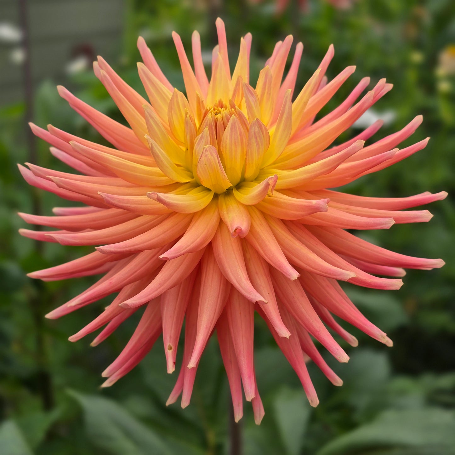 Hollyhill Peachy Keen