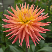 Hollyhill Peachy Keen