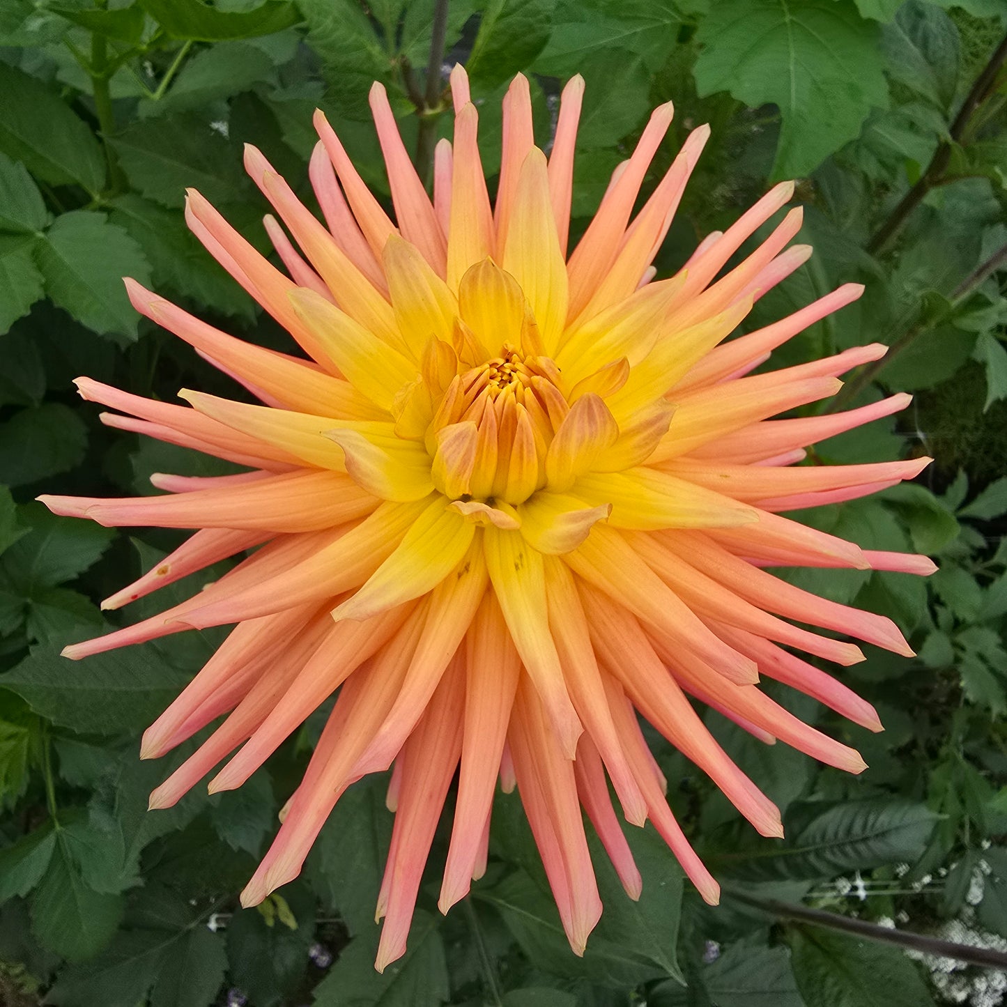 Hollyhill Peachy Keen