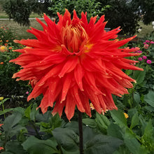 Load image into Gallery viewer, WYN&#39;S CINNABAR
