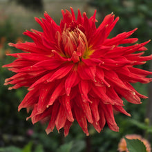 Load image into Gallery viewer, WYN&#39;S CINNABAR
