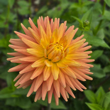 Load image into Gallery viewer, Hollyhill Jitterbug
