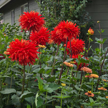 Load image into Gallery viewer, WYN&#39;S CINNABAR
