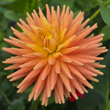 Load image into Gallery viewer, Hollyhill Jitterbug
