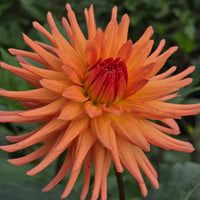 RIVER'S PEACHY (Limit 1)