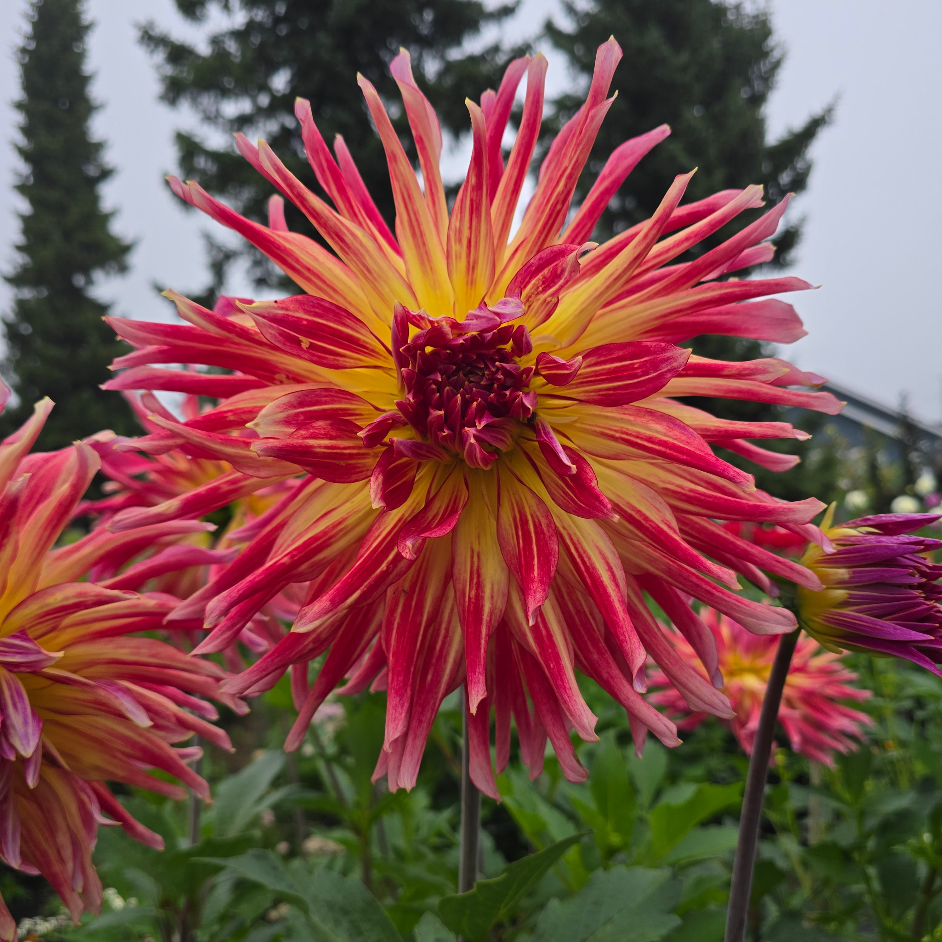 RIVER'S BIG BEN – Flowerly Farm