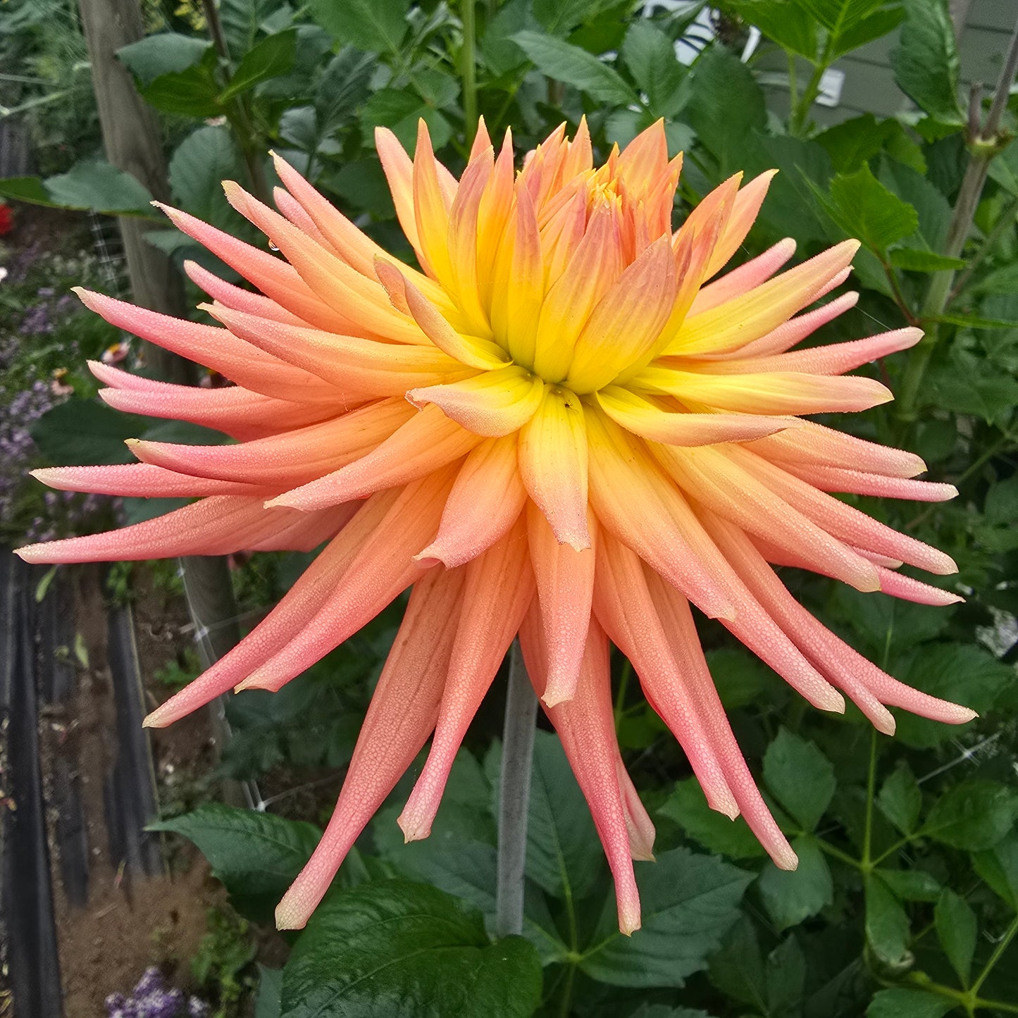 Hollyhill Peachy Keen