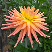 Hollyhill Peachy Keen