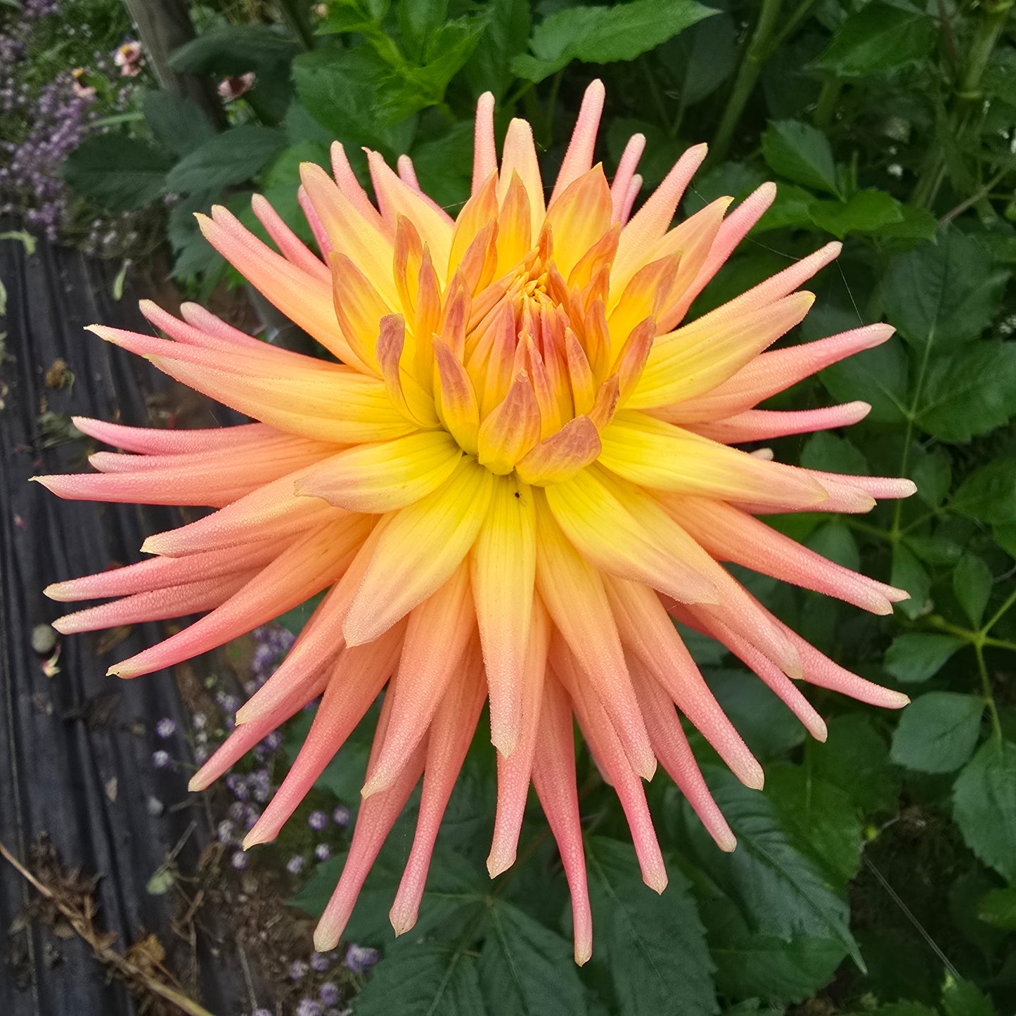 Hollyhill Peachy Keen