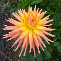 Hollyhill Peachy Keen