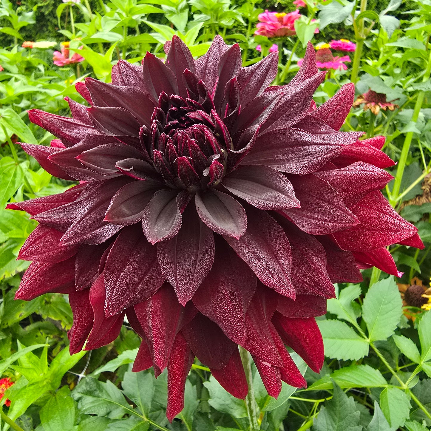 Helena Rutherford Ely