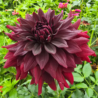 Helena Rutherford Ely