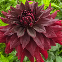 Helena Rutherford Ely