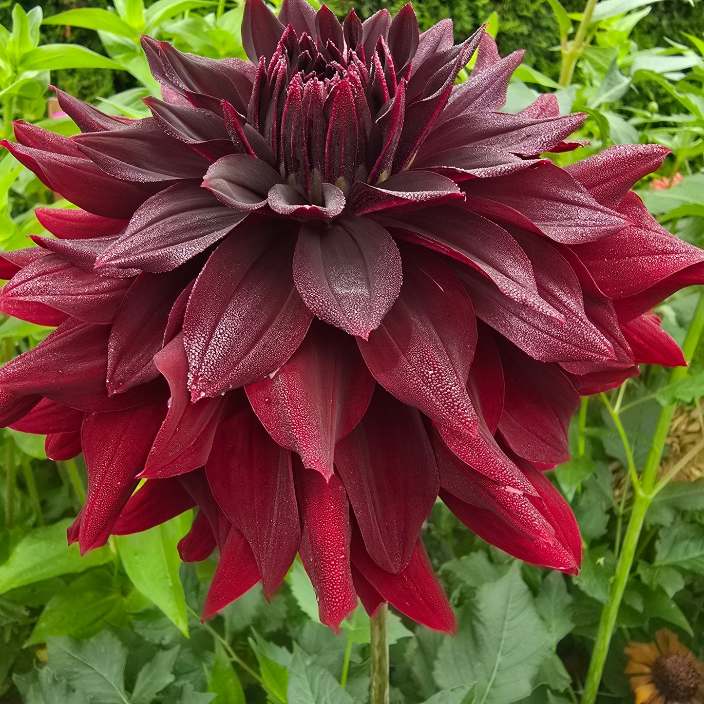 Helena Rutherford Ely