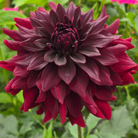 Helena Rutherford Ely