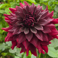 Helena Rutherford Ely