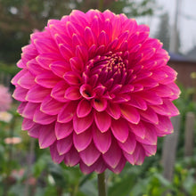 Load image into Gallery viewer, BLOOMQUIST MOJO
