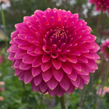Load image into Gallery viewer, BLOOMQUIST MOJO
