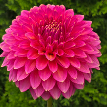 Load image into Gallery viewer, BLOOMQUIST MOJO
