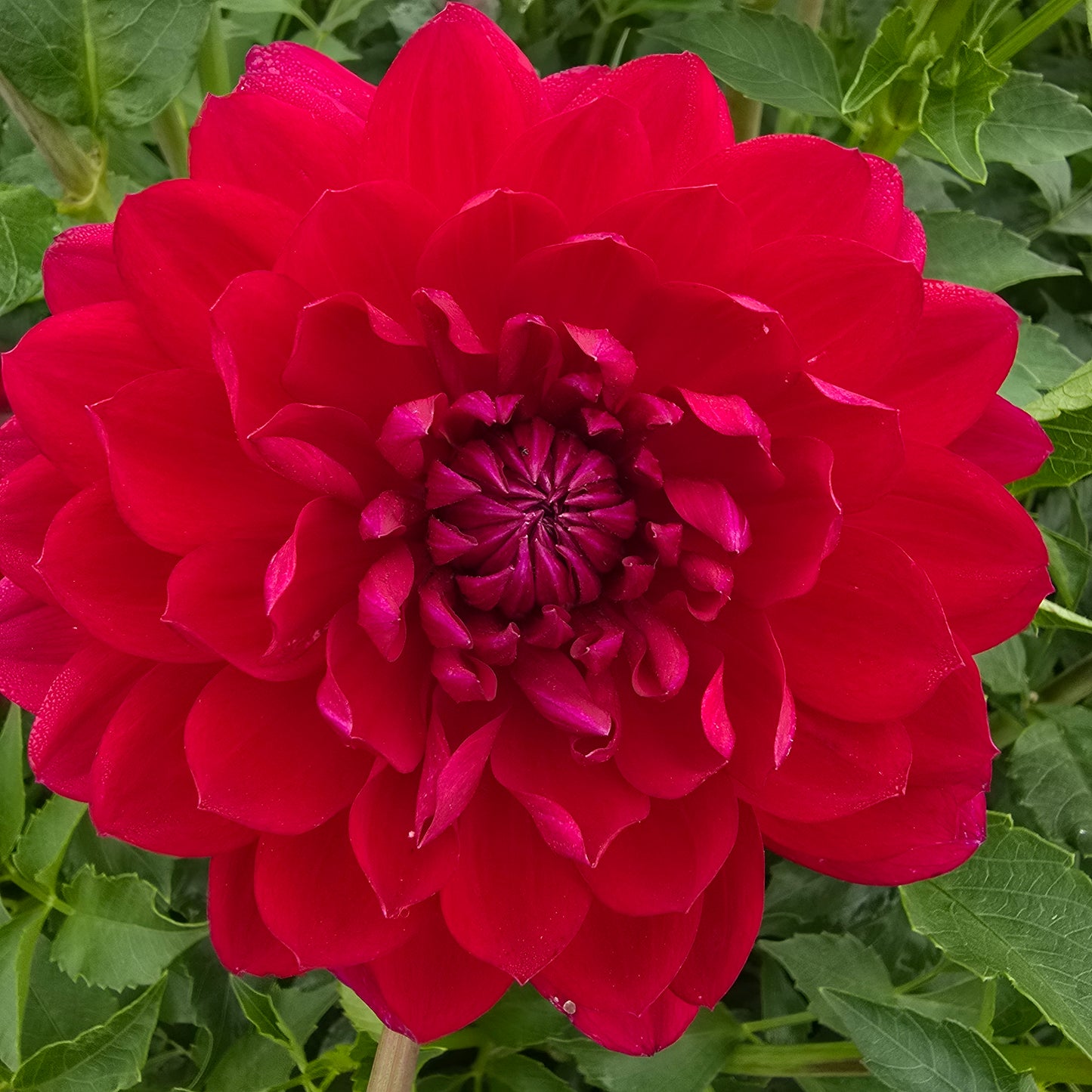 SANDIA CLAIRE (Limit 1)