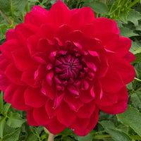 SANDIA CLAIRE (Limit 1)