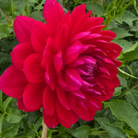 SANDIA CLAIRE (Limit 1)