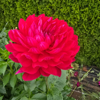 SANDIA CLAIRE (Limit 1)