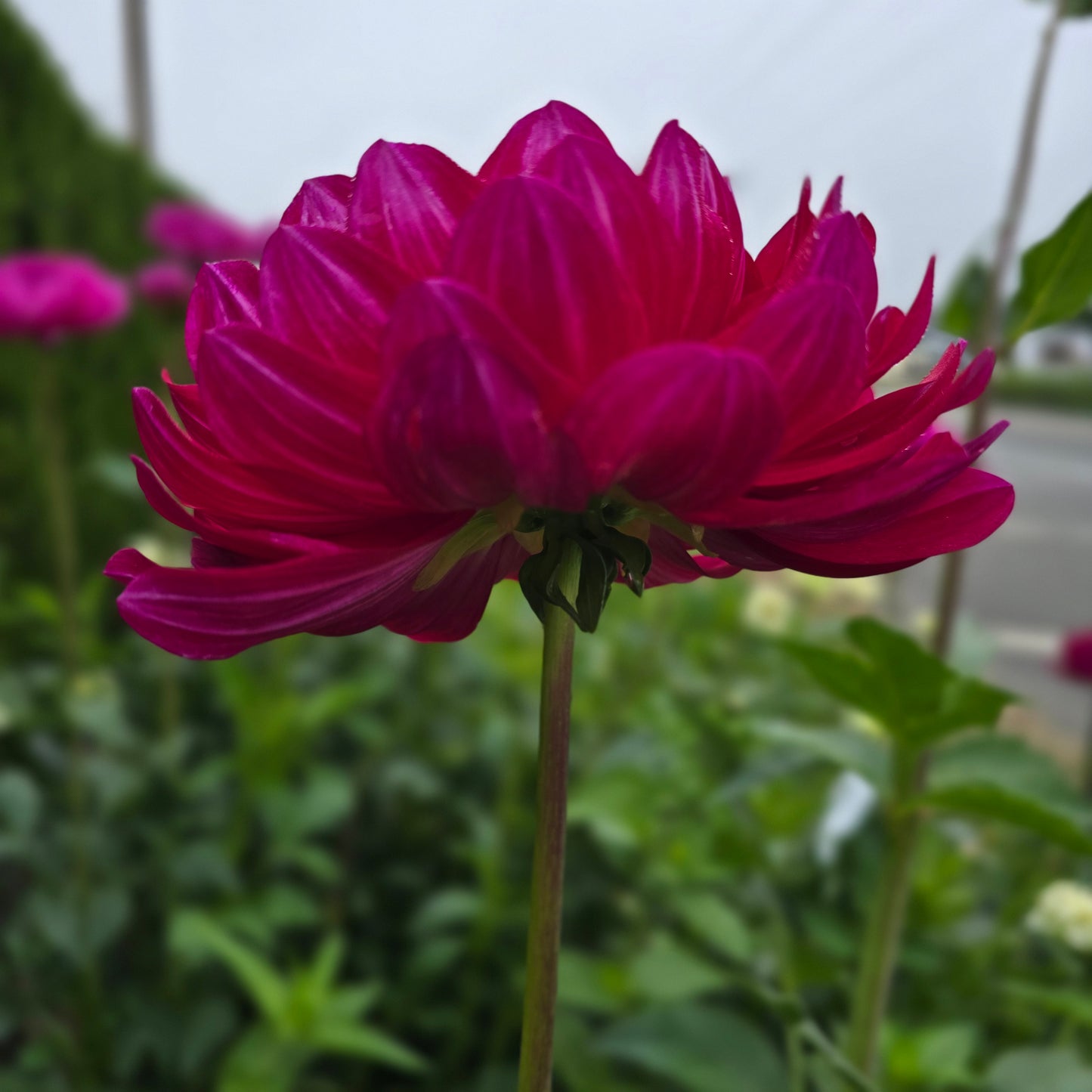 SANDIA CLAIRE (Limit 1)