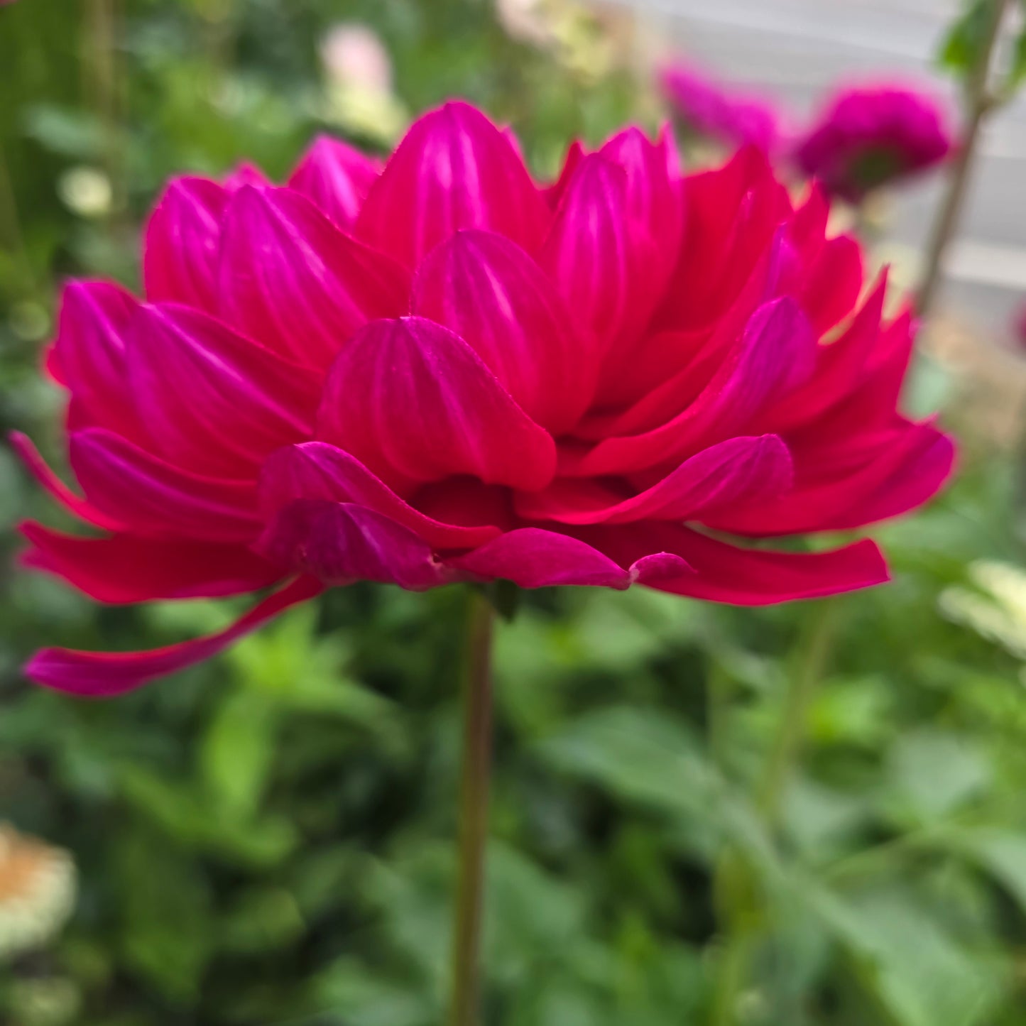 SANDIA CLAIRE (Limit 1)